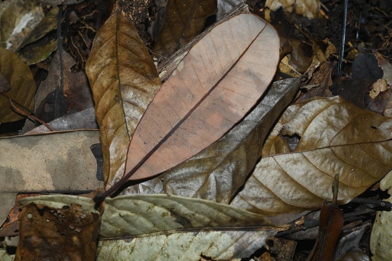 Aspidosperma album photo 5