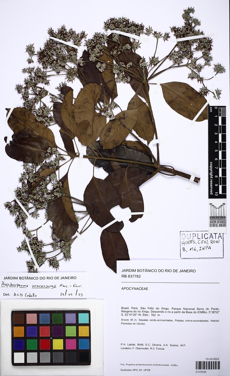 Aspidosperma araracanga