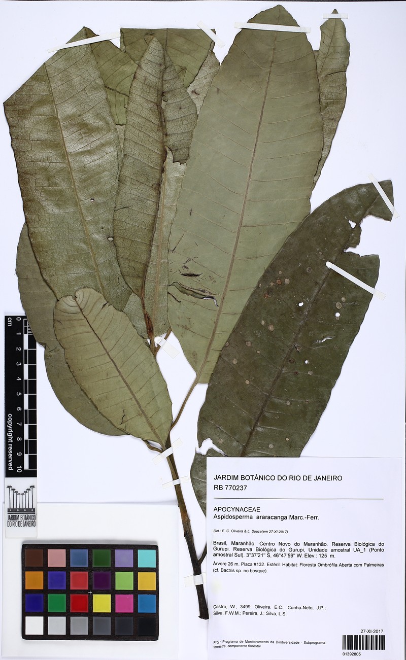 Aspidosperma araracanga photo 2