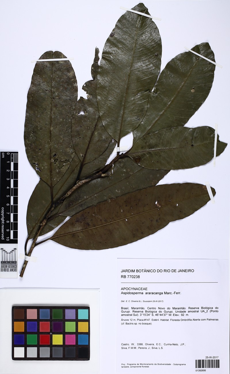 Aspidosperma araracanga photo 3