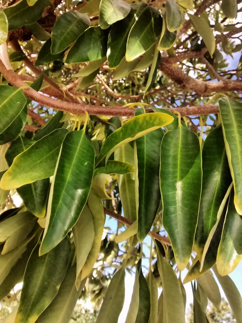 Aspidosperma australe
