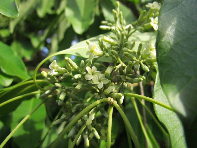 Aspidosperma australe photo 3