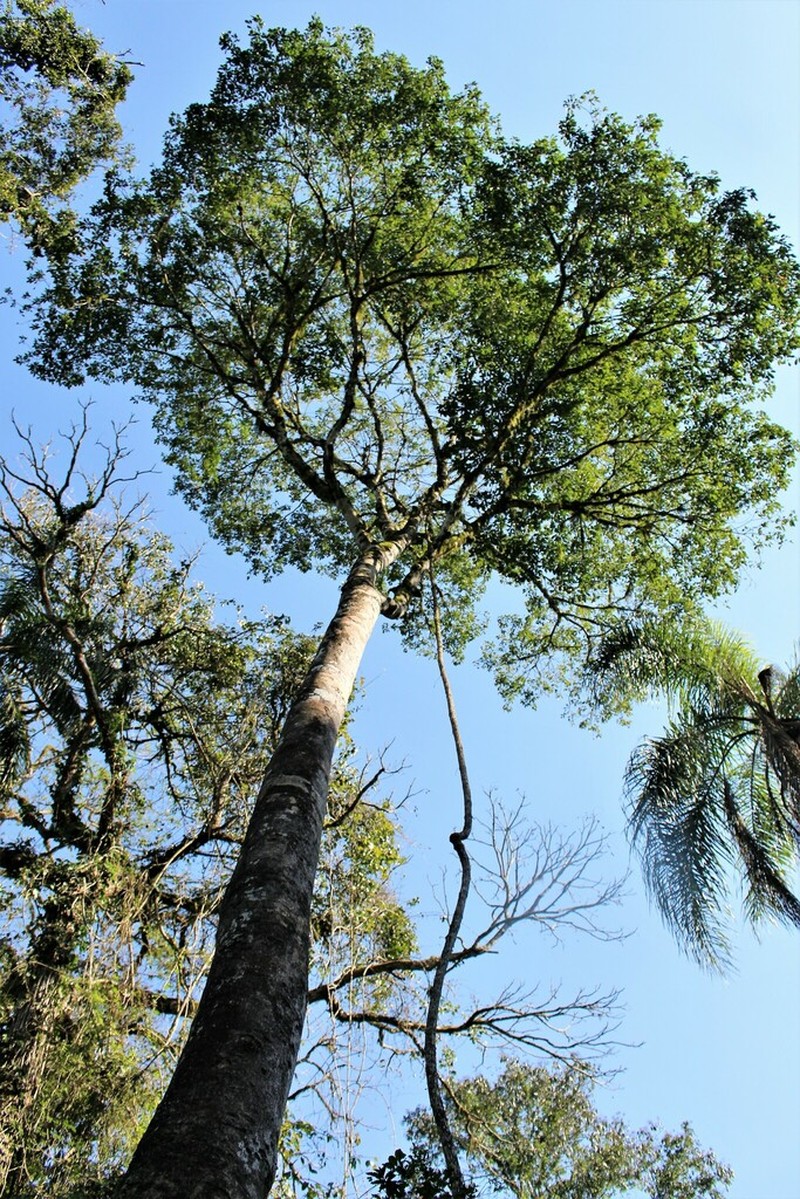 Aspidosperma australe photo 4