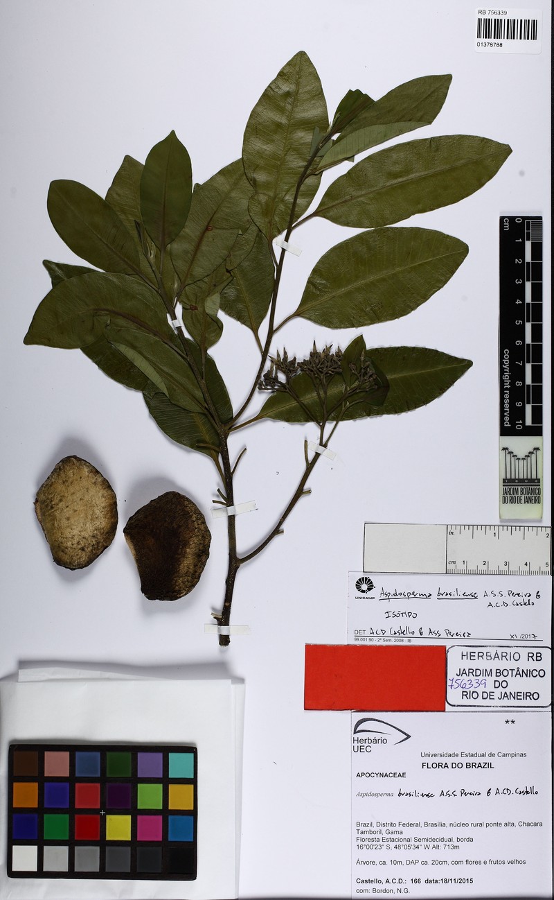 Aspidosperma brasiliense photo 2