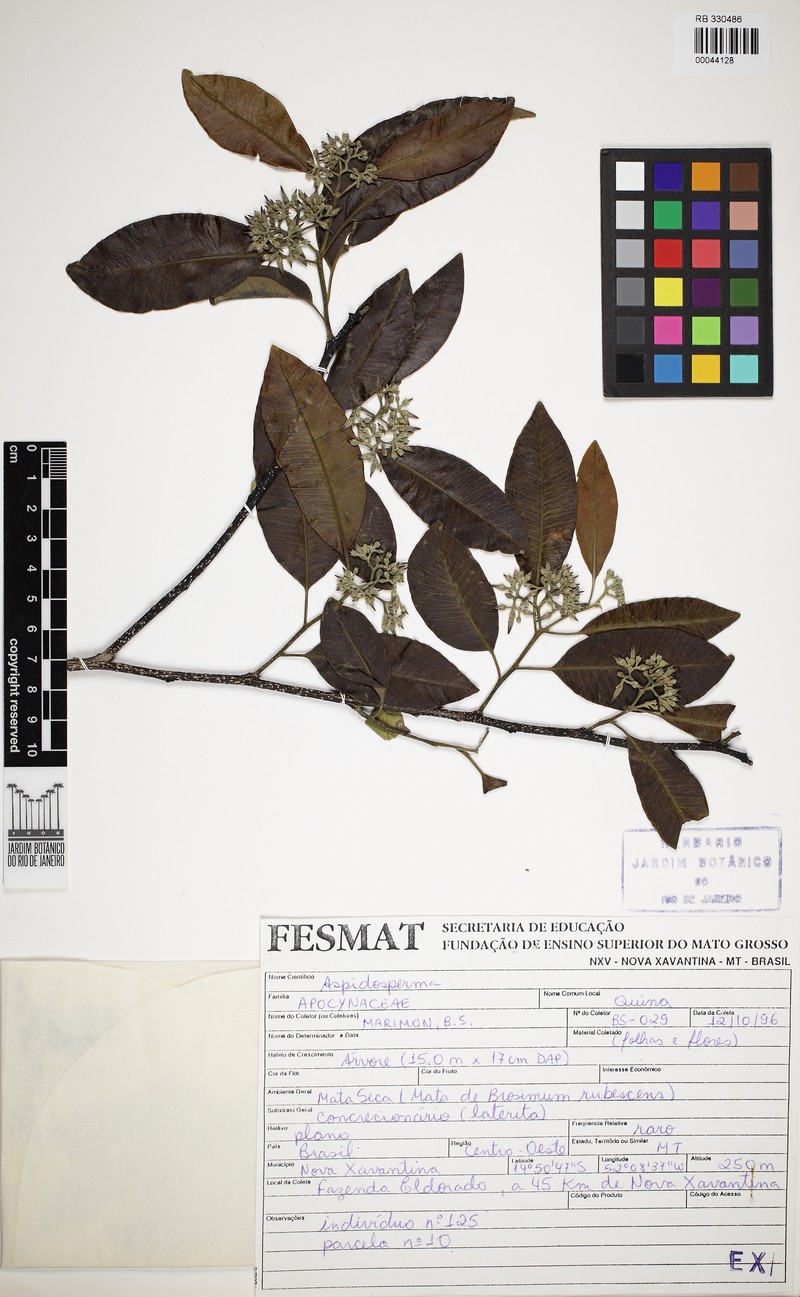 Aspidosperma brasiliense photo 3