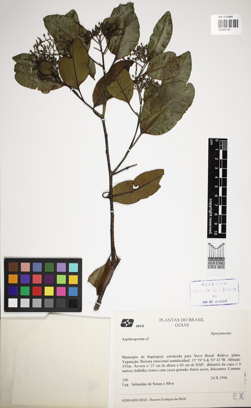 Aspidosperma brasiliense photo 4