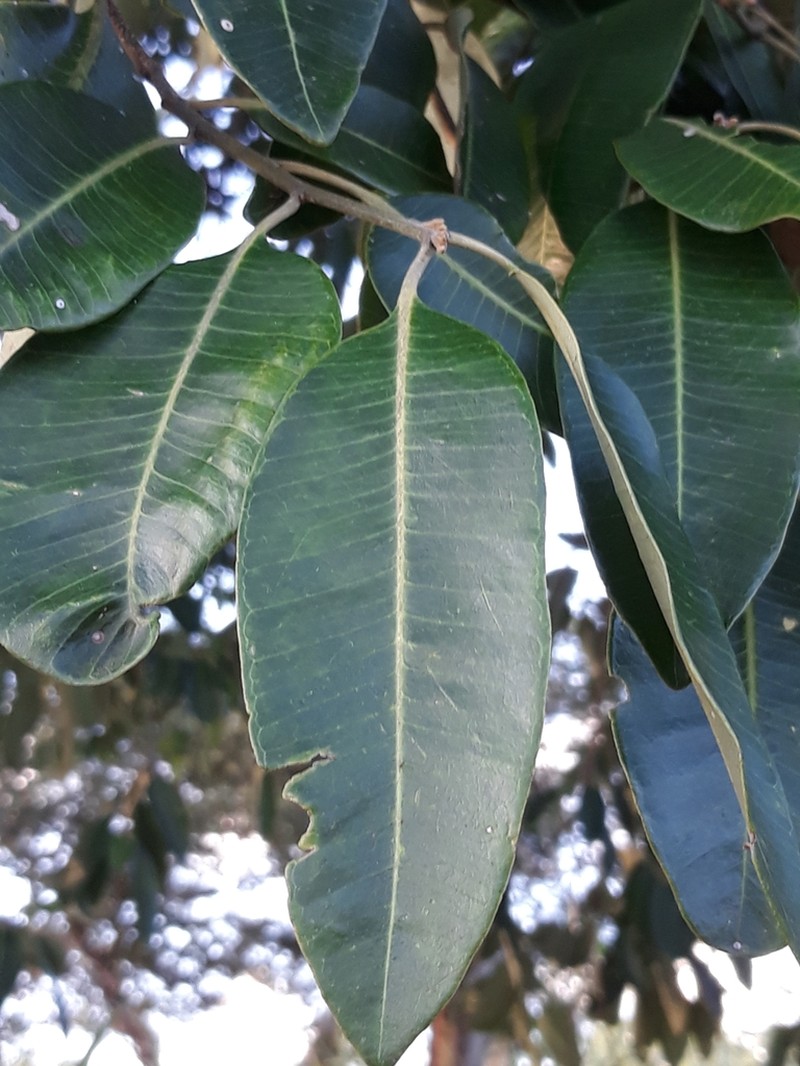 Aspidosperma brasiliense photo 5