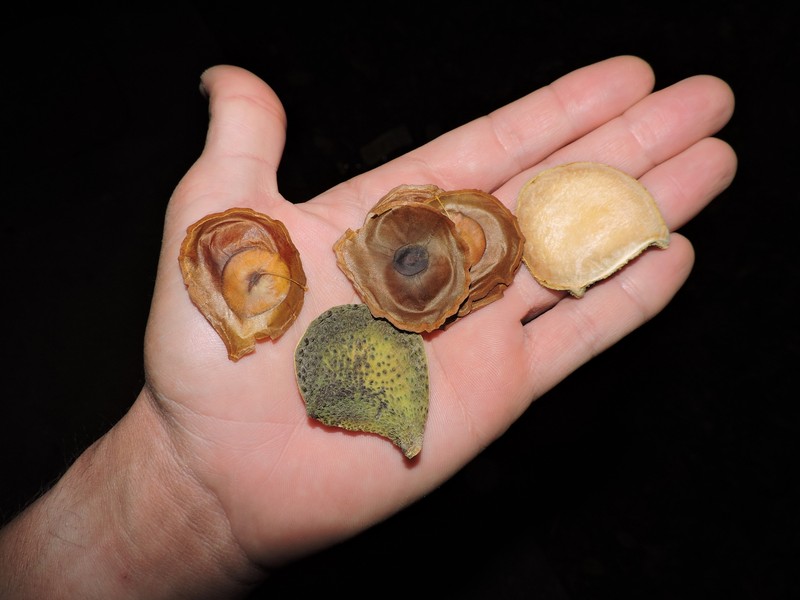 Aspidosperma brasiliense photo 6