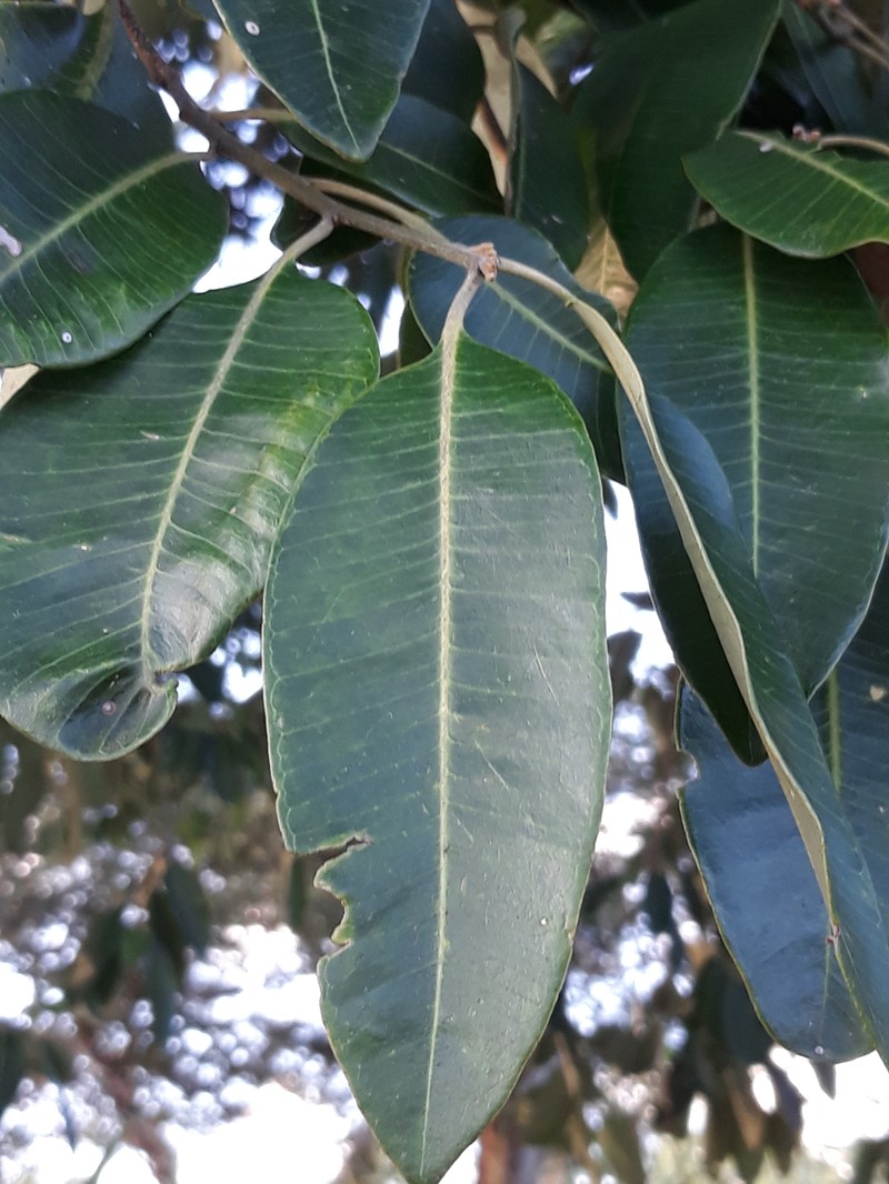 Aspidosperma brasiliense photo 7