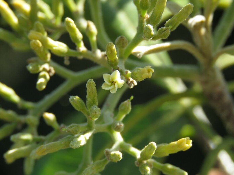 Aspidosperma camporum photo 2