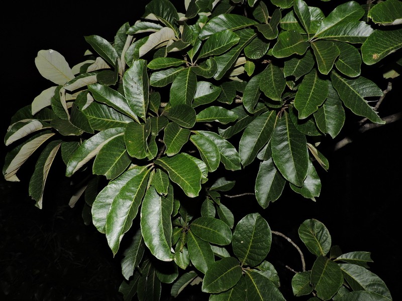 Aspidosperma camporum photo 3