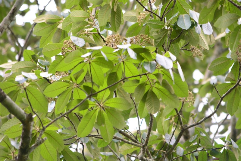 Aspidosperma camporum photo 4