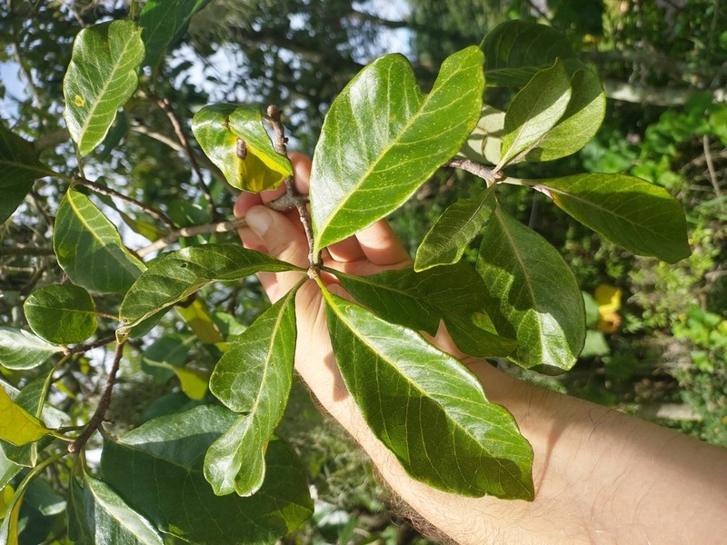 Aspidosperma camporum photo 5