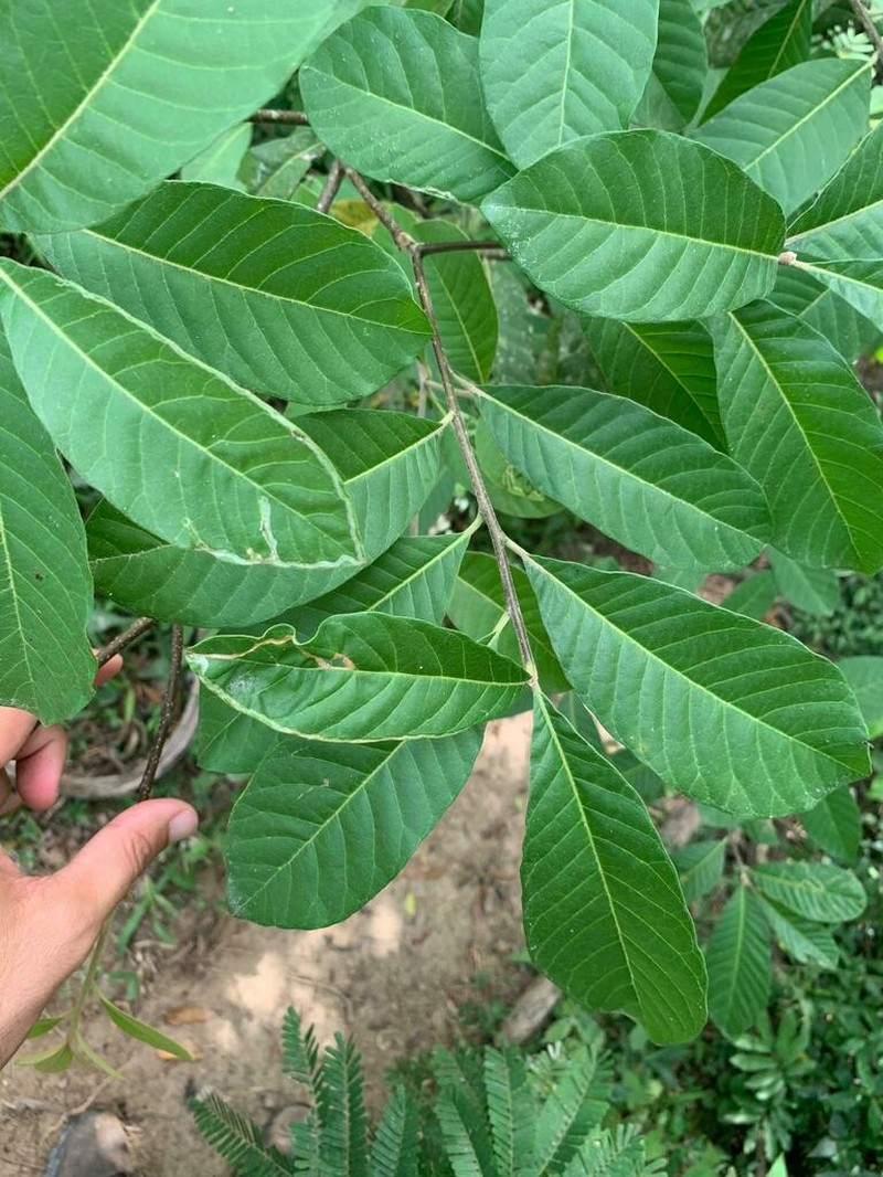 Aspidosperma camporum photo 7