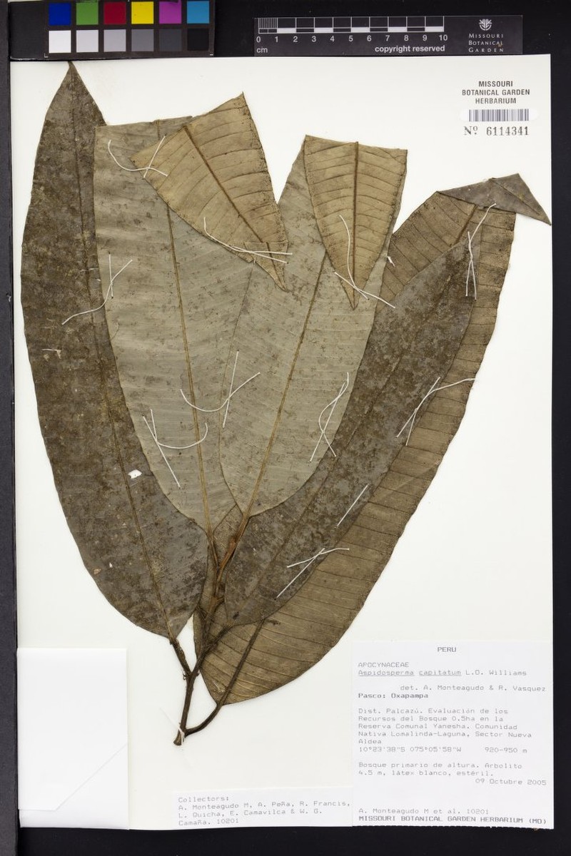 Aspidosperma capitatum photo 3