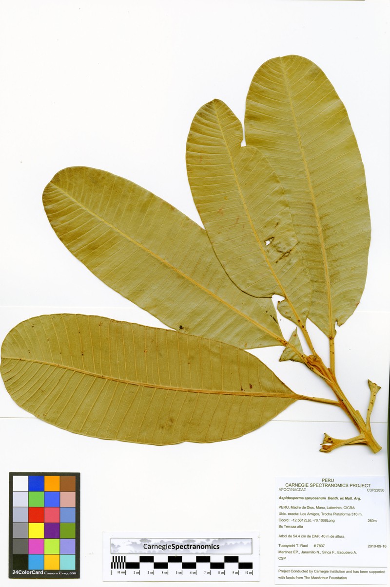 Aspidosperma capitatum