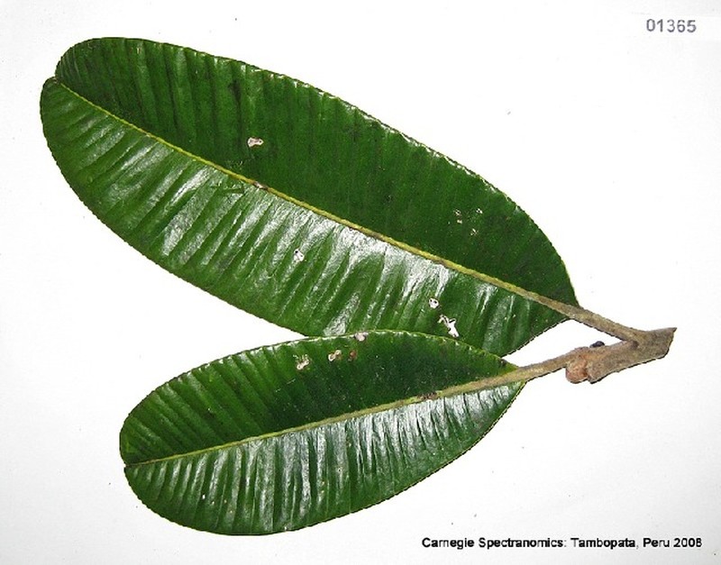 Aspidosperma capitatum photo 2