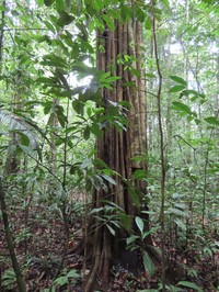 Aspidosperma carapanauba