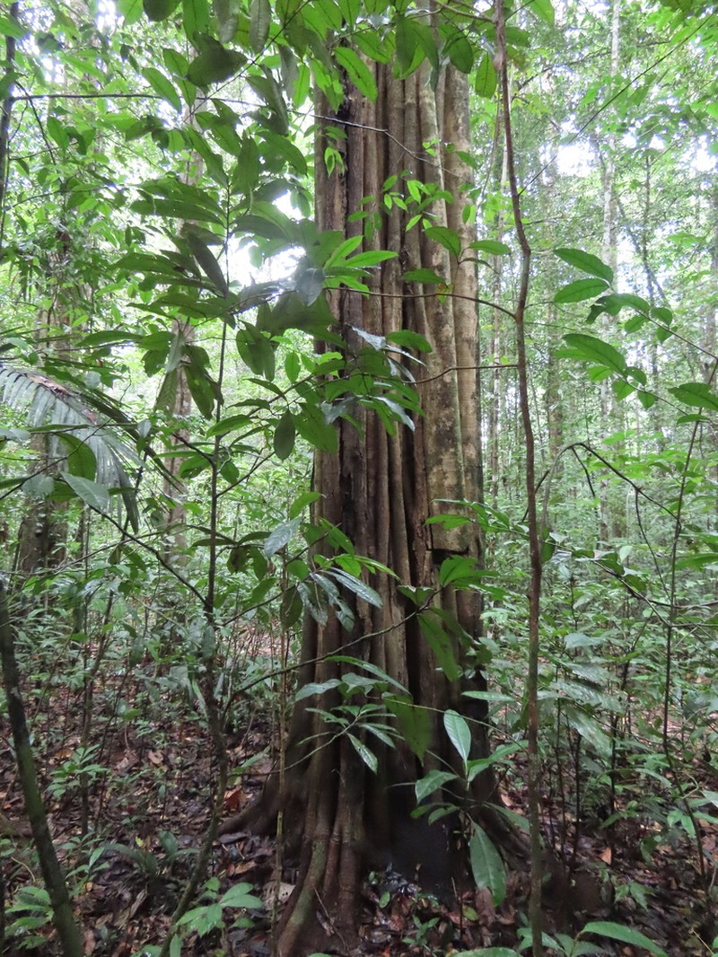 Aspidosperma carapanauba