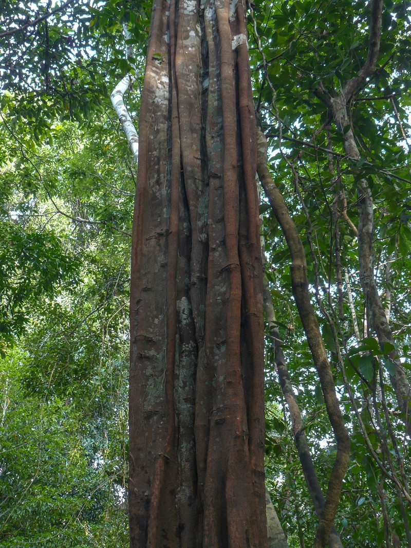 Aspidosperma carapanauba photo 2