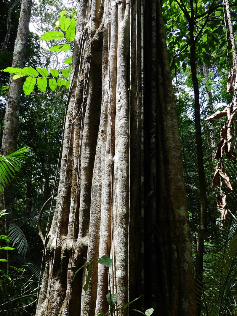 Aspidosperma carapanauba photo 4