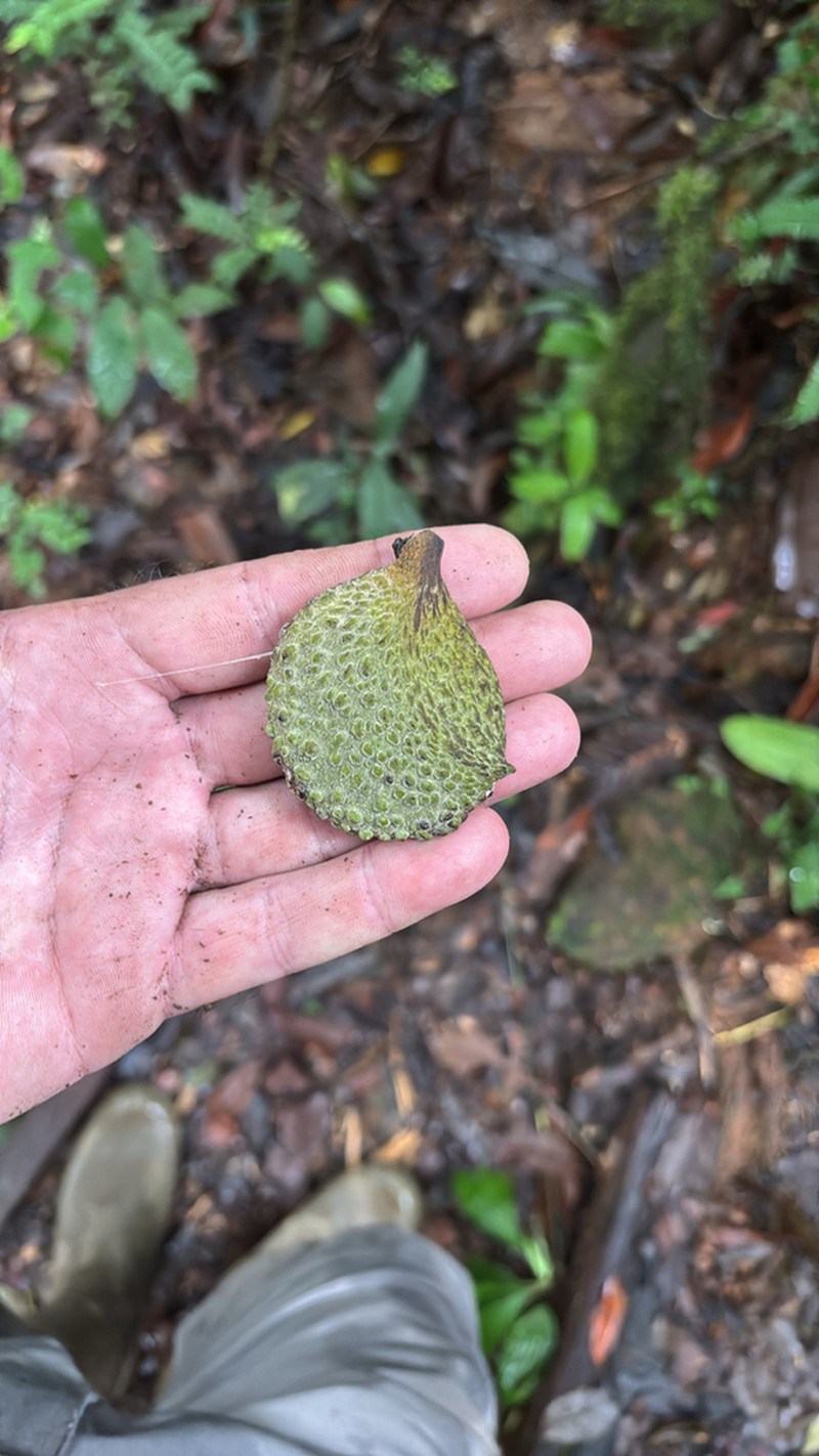 Aspidosperma carapanauba photo 5