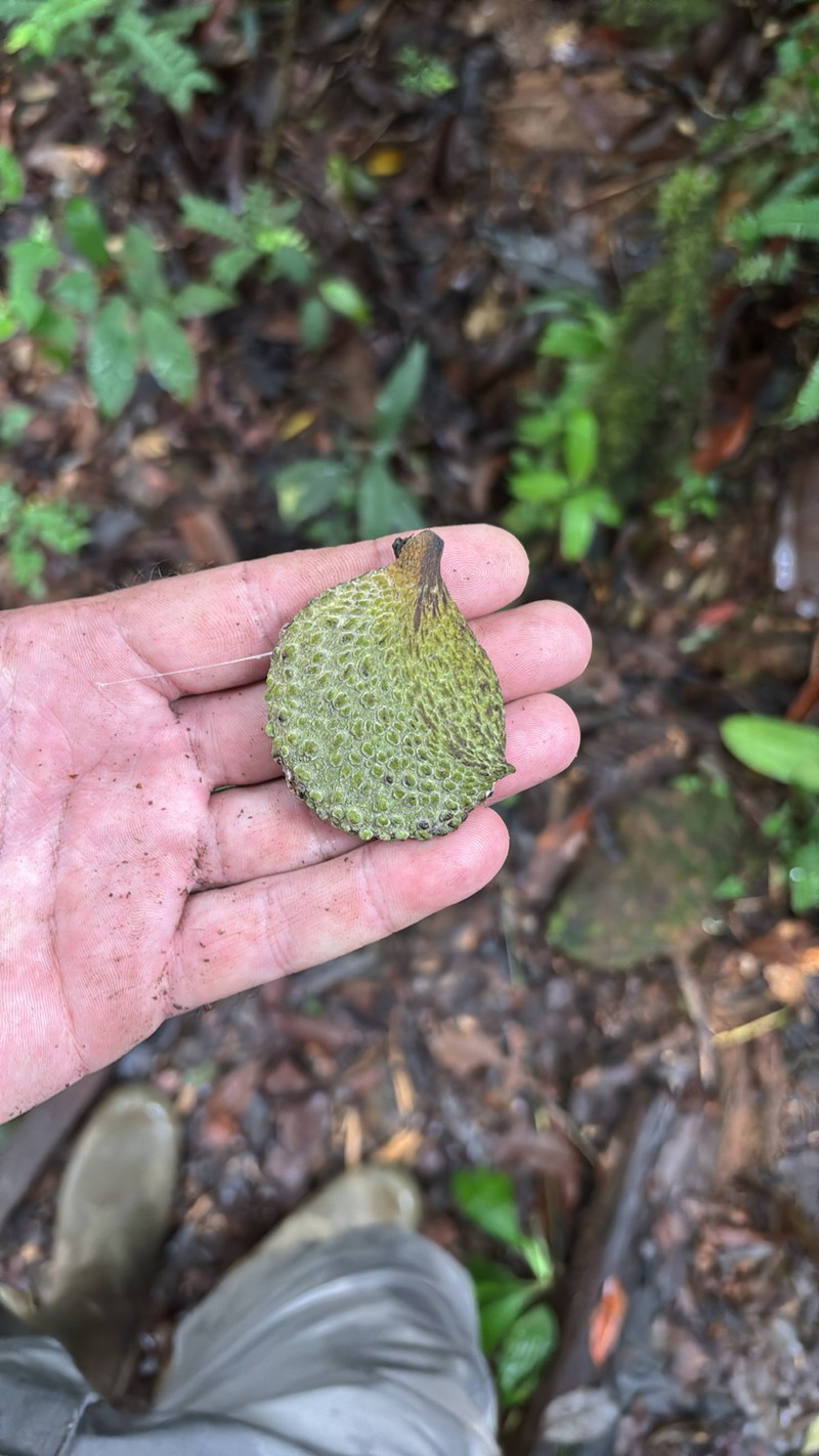 Aspidosperma carapanauba photo 6