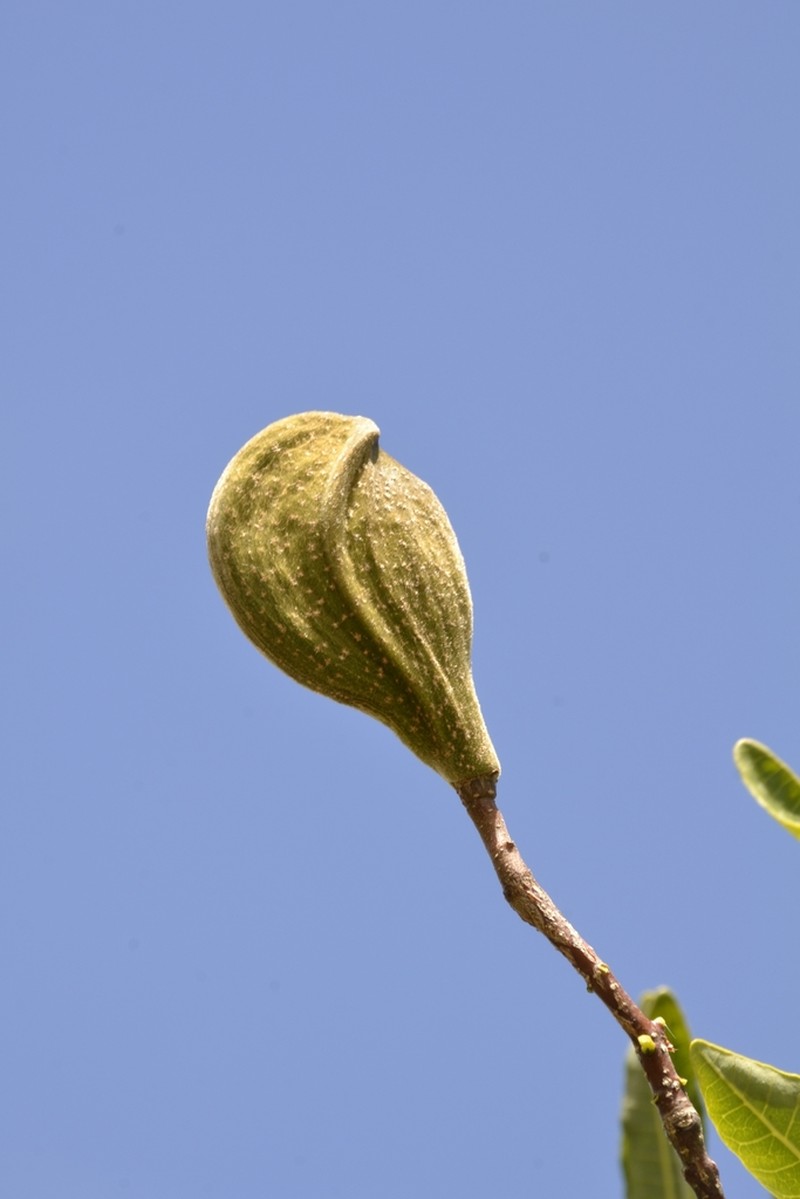 Aspidosperma castroanum