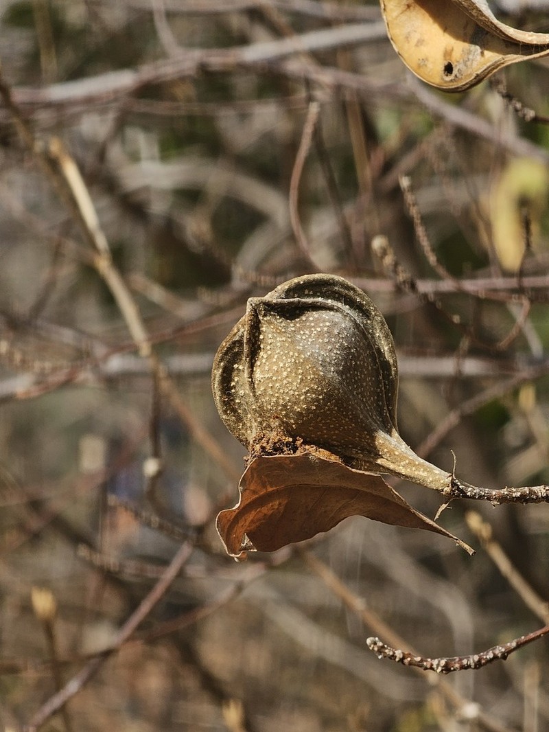 Aspidosperma castroanum photo 2