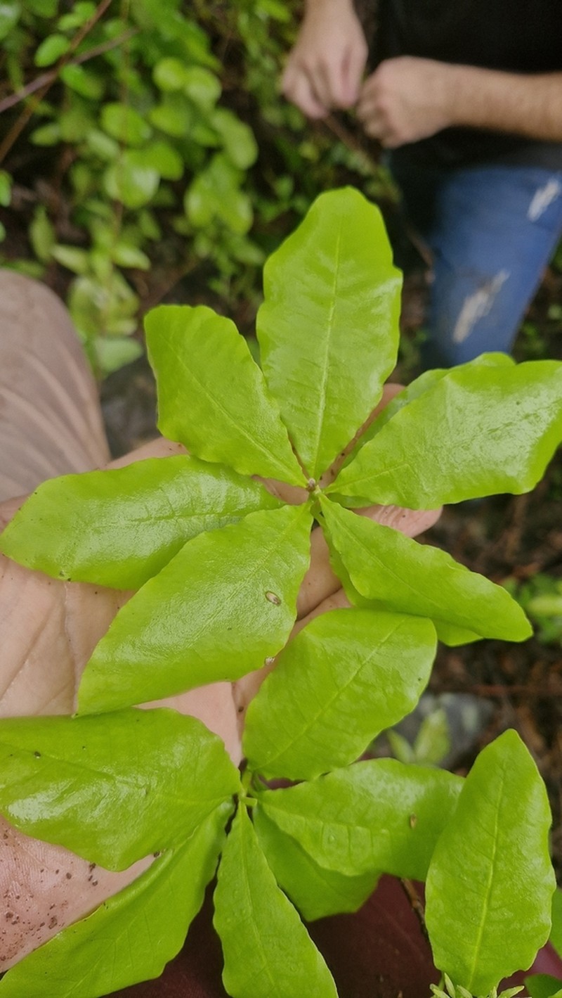 Aspidosperma castroanum photo 3