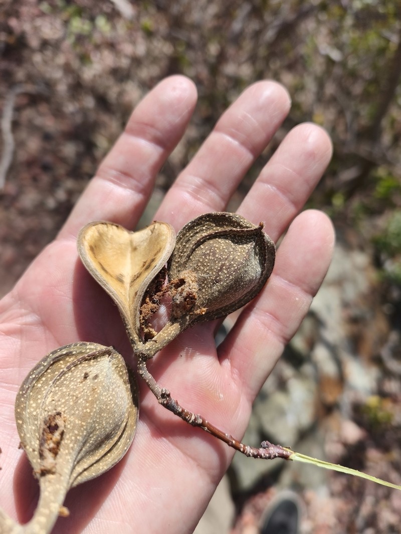 Aspidosperma castroanum photo 4