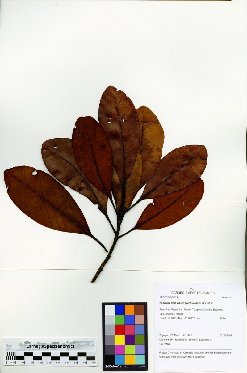 Aspidosperma centrale