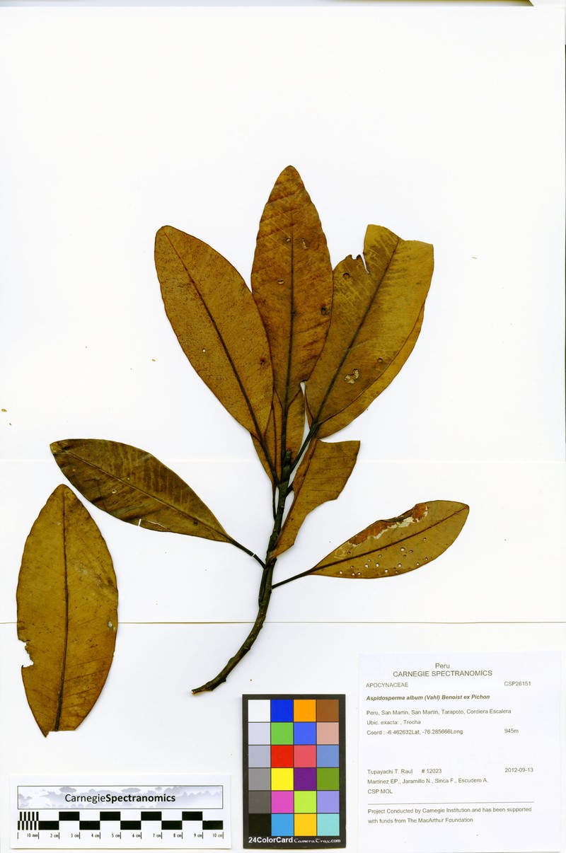 Aspidosperma centrale photo 3