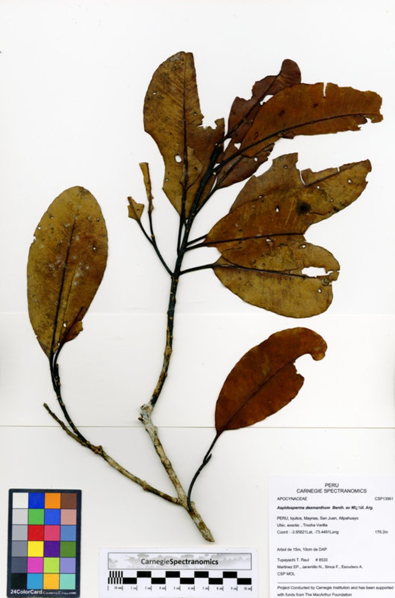 Aspidosperma centrale photo 4