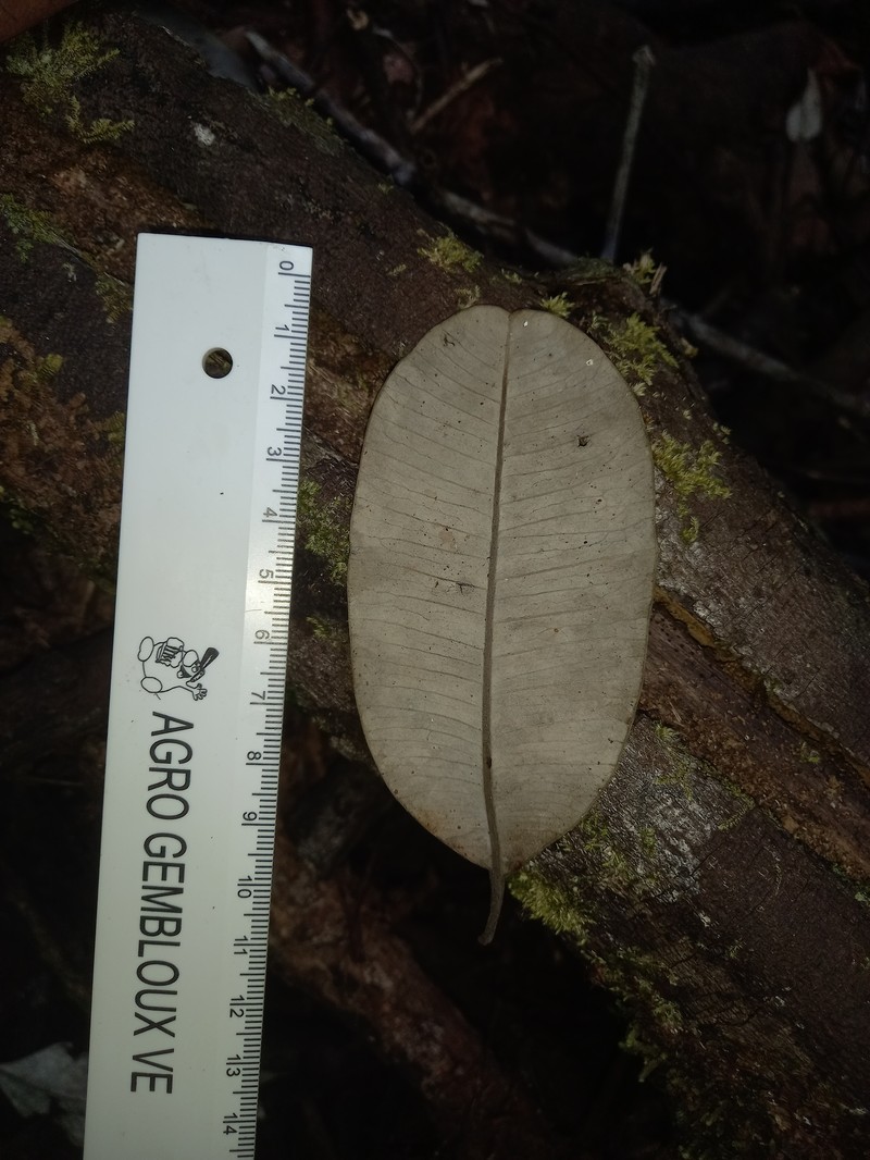 Aspidosperma centrale photo 8