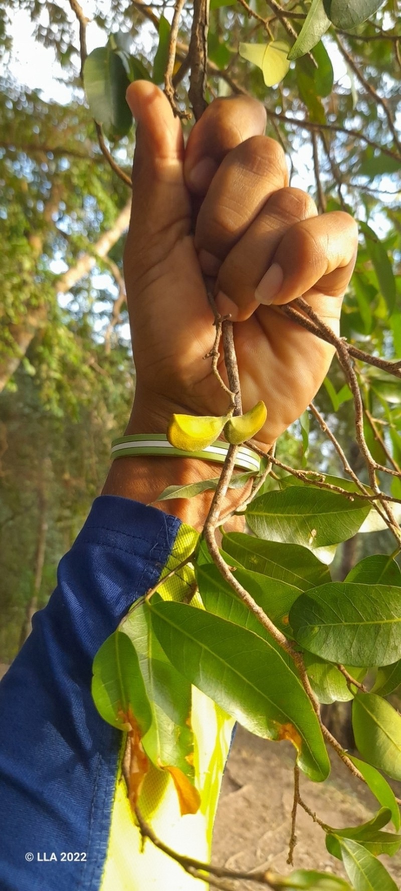 Aspidosperma cuspa