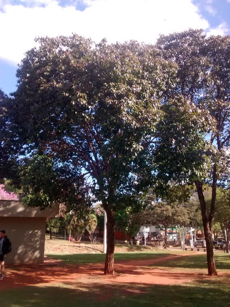 Aspidosperma cylindrocarpon