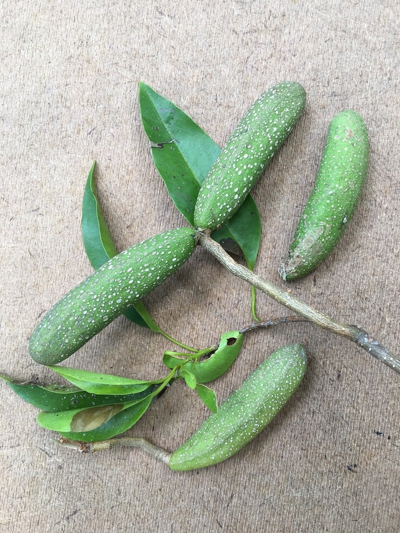 Aspidosperma cylindrocarpon photo 4