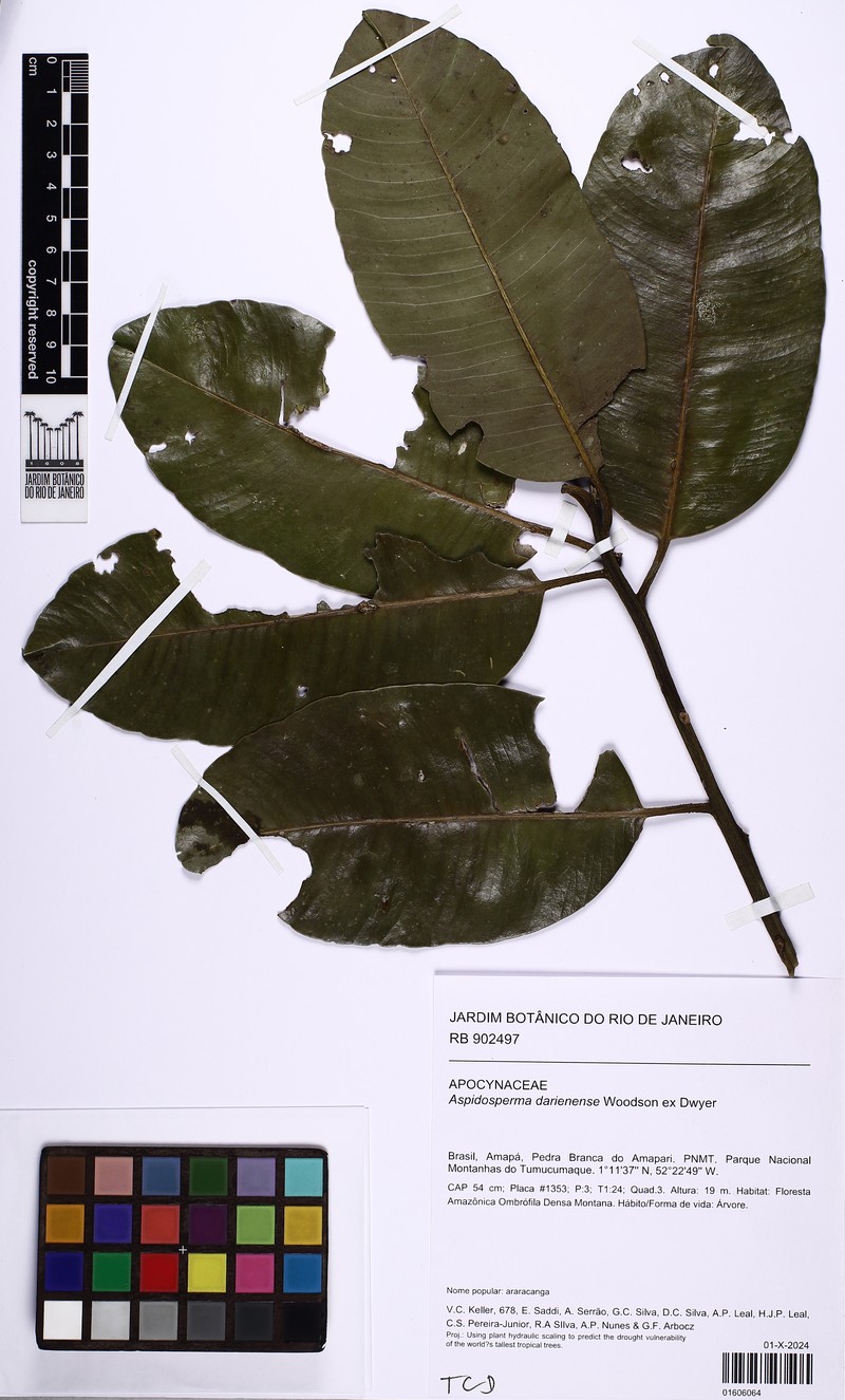 Aspidosperma darienense photo 3