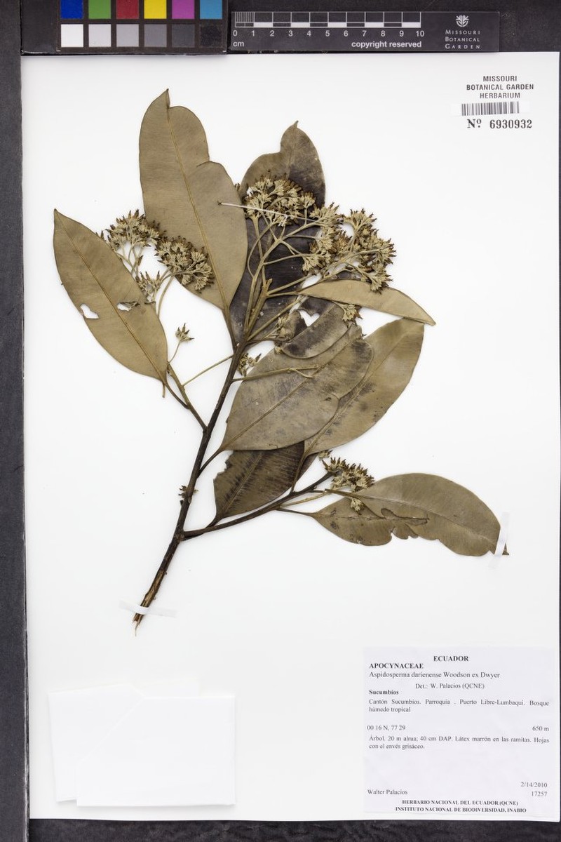 Aspidosperma darienense photo 4