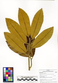Aspidosperma darienense