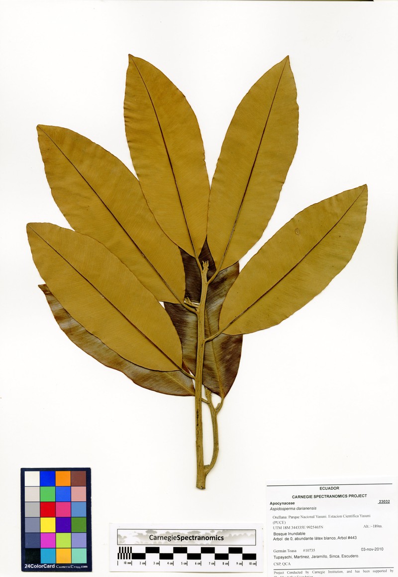 Aspidosperma darienense