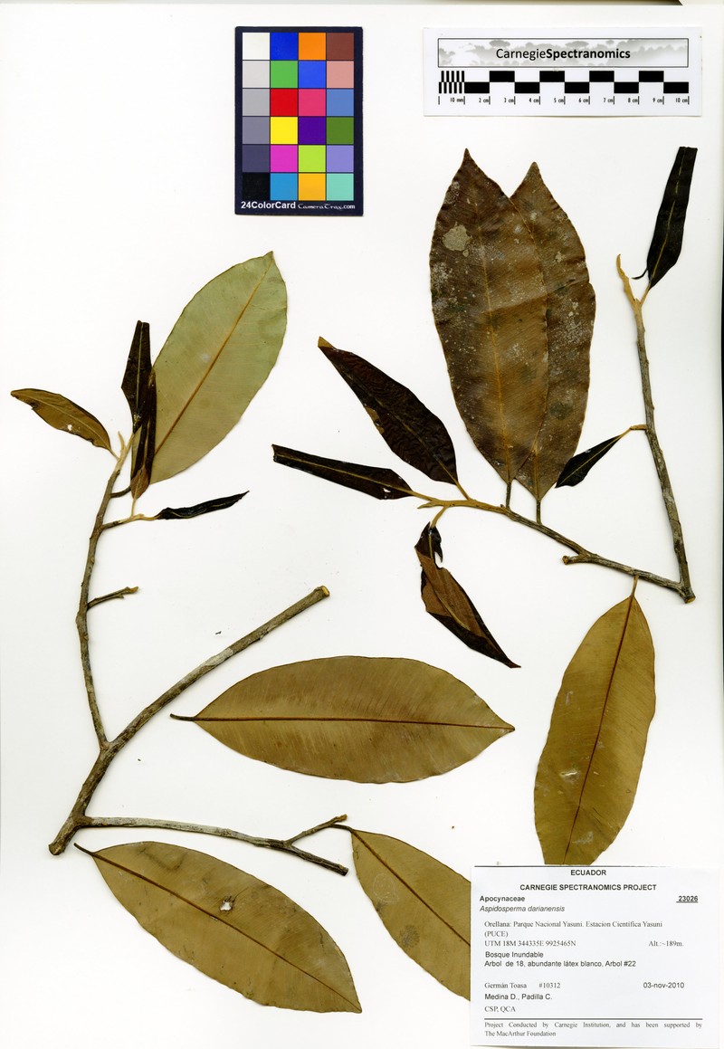 Aspidosperma darienense photo 2