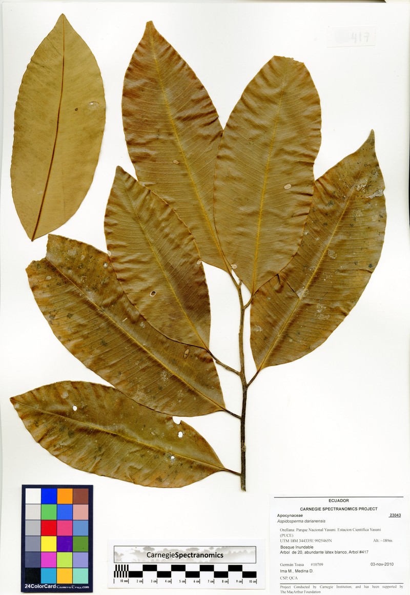 Aspidosperma darienense photo 3