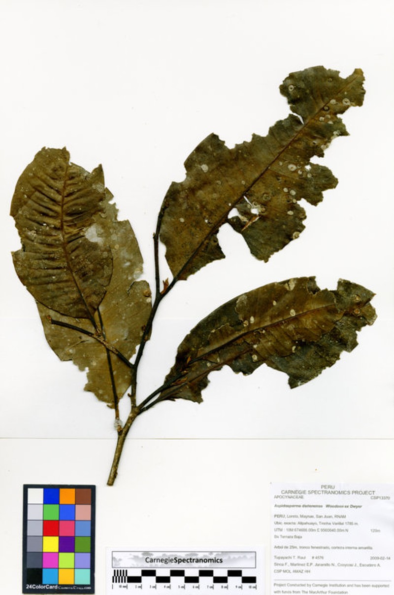 Aspidosperma darienense photo 4