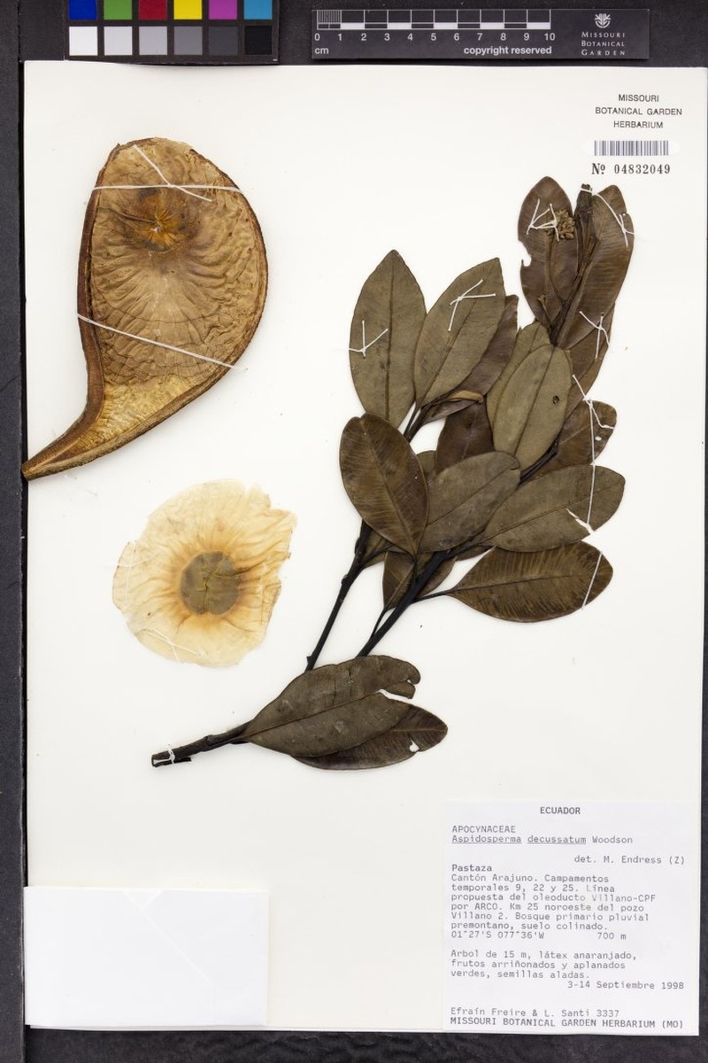 Aspidosperma decussatum photo 4