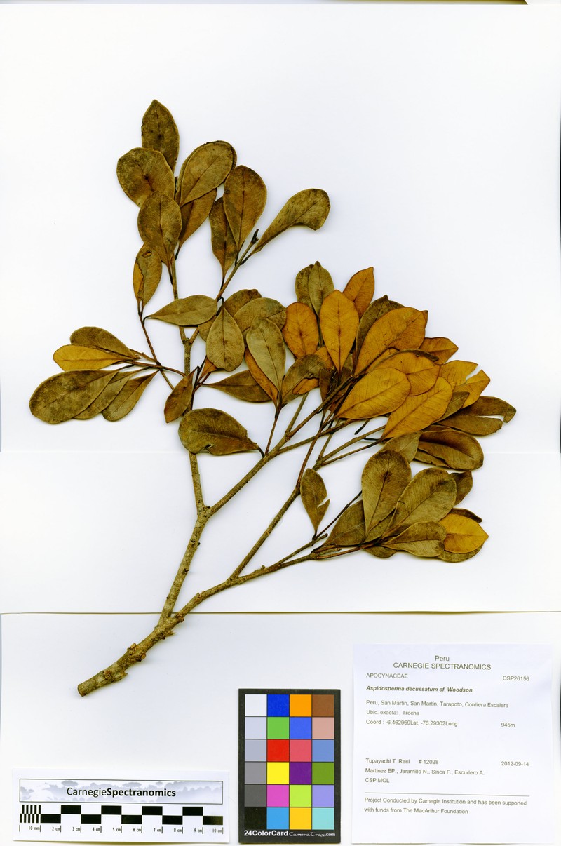 Aspidosperma decussatum