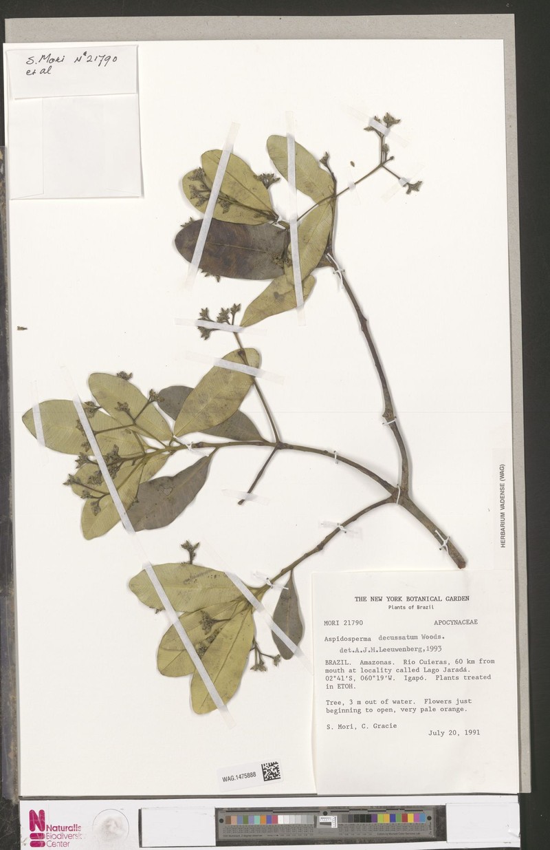 Aspidosperma decussatum photo 2