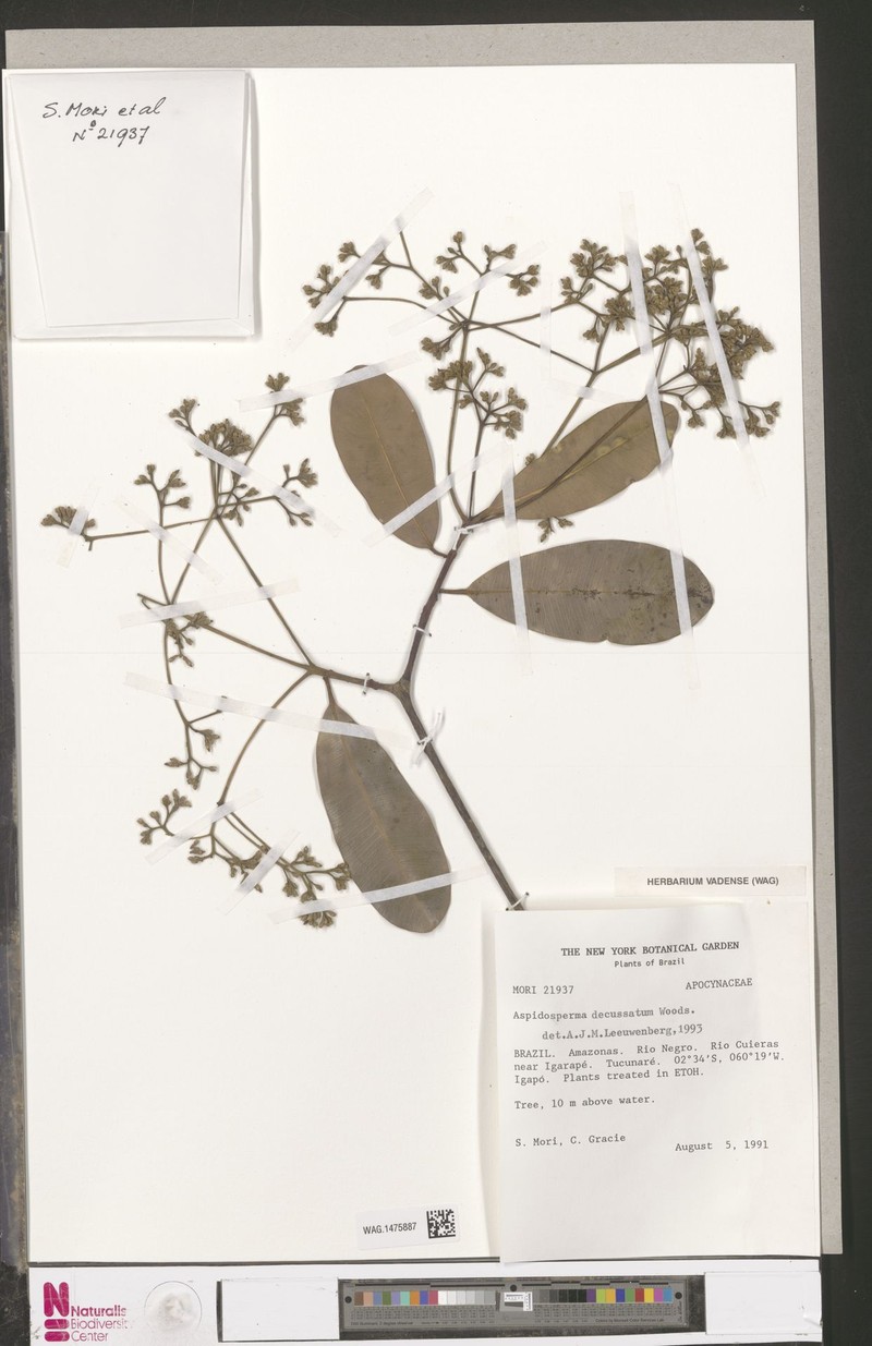 Aspidosperma decussatum photo 3
