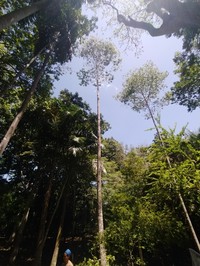 Aspidosperma desmanthum